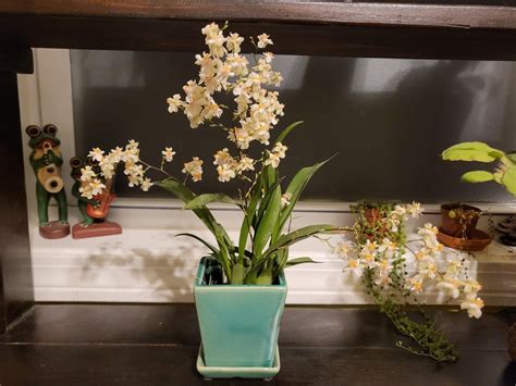 something similar to orchids that are cheaper